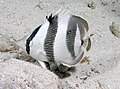 Banded Butterflyfish (Chaetodon striatus), Long Cay