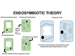 Endosymbiotic theory Diagram.jpg