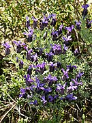 Lavandula stoechas