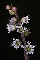 Mitella trifida