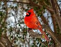 Northern cardinal Cardinalis cardinalis.