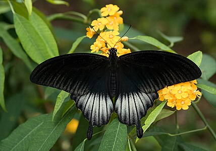 Papilio memnon (Great Mormon)