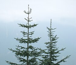 Foliage and young cones, Rattlesnake Ridge, North Bend, King Co., Washington