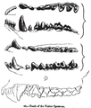 Diagram showing the dentition of a tasmanian devil.