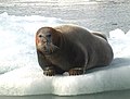 Bearded Seal on ice