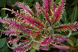 Coleus sp Palm Beach Gold Coast IMGP0008.jpg