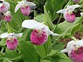 Cypripedium reginae