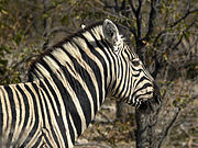   Equus quagga burchellii