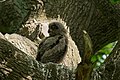 Hamburg, Germany: chick, sitting on a branch next to a forest path.