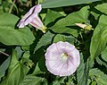 Flowers front, side and bud