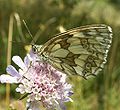 Melanargia galathea