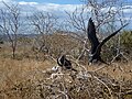 Tiny Chick and Two Adult Fregaras, North Seymour Island in the Galapagos