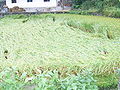 Lodging paddy rice