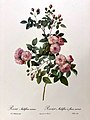 Rosa multiflora Carnea