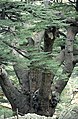 'Cedars of God', Lebanon