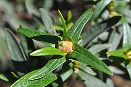 Cistus ladanifer, Santa Coloma de Farners.jpg