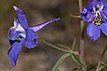 Delphinium nuttallianum