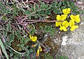 * Nomination Horseshoe vetch (Hippocrepis comosa) --Robert Flogaus-Faust 20:14, 24 April 2020 (UTC) * Promotion Good quality. --Smial 08:48, 29 April 2020 (UTC)