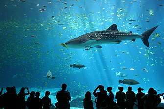 Uno de los dos tiburones ballena del Acuario de Georgia.