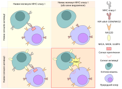 NK-cell activation.svg