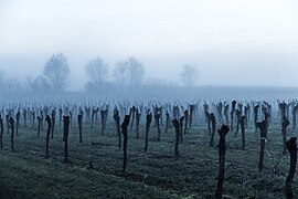 Rebenmeer im Nebel.jpg