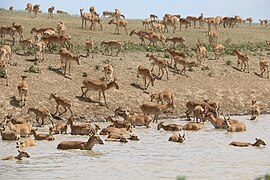 Saiga West Kazakhstan.jpg