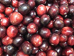 2021-10-22 19 08 18 Cranberries in the Franklin Farm section of Oak Hill, Fairfax County, Virginia.jpg