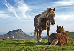 First place: Ĉevaloj ĉe la monto Bianditz. Malantaŭ ili, oni povas vidi la monton Aiako Harria-n, kiu apartenas al la montaro Pirineos, en Guipúzcoa, Hispanio. Mikel Ortega/Richard Bartz (CC-BY-SA-2.0)