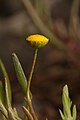 Cotula coronopifolia