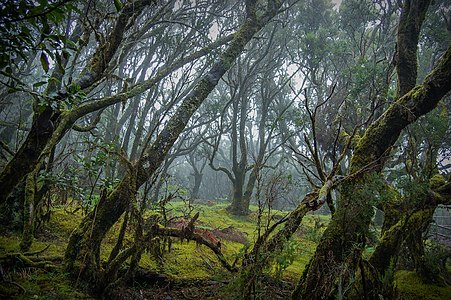 Window to the magic Garajonay National Park, La Gomera, Canary Islands. By Josevi11, CC-BY-SA-2.0.