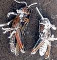 Grasshoppers killed by Beauveria bassiana