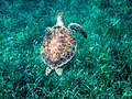 Green sea turtle (Chelonia mydas), Hol Chan Marine Reserve