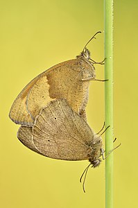 ♀ ♂ Maniola jurtina (Meadow Brown), mating