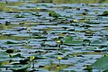 Lago Fimon, ninfea gialla