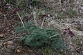 Lomatium columbianum