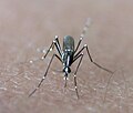 Aedes albopictus (mosquito tigre)