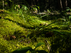 Mosses, Lichens, and Grasses sparkle on the forest floor in Lac La Hache Provincial Park.png