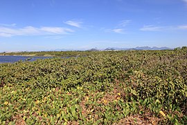 Parque Nacional da Restinga de Jurubatiba 35.jpg