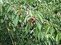 Ripe fruit (red type)