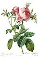 Rosa centifolia foliacea, 1824