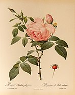'Hume's Blush Tea-scented China' 1808, R. chinensis × R. gigantea