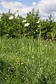 Scabiosa ochroleuca