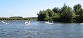 Convoy of swans on the Meuse River