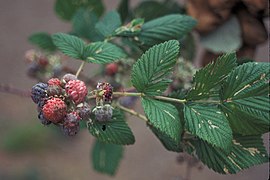 Starr-970603-0071-Rubus niveus-form a fruits-Kula-Maui (24145283219).jpg