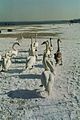 Swans retreating to the sea shore