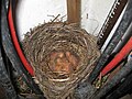 Amsel 1 Tag alt        blackbird 1 day old