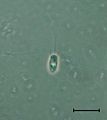 Codosiga sp. cell at late stages of the life cycle