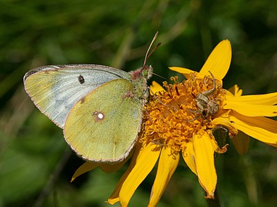 Colias phicomone (Mountain Clouded Yellow)