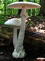 Amanita bisporigera