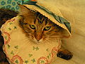 A cat wearing a hat, timestamp removed
